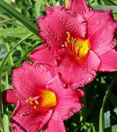 Daylily Little Business